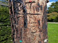Semley (SS): What's written on the telegraph pole outside the village store?