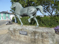 7. Aberaeron Welsh Cob Stallion