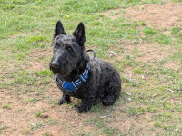 Hamish, Wimborne, Dorset