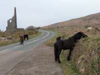 Ponies, Carn Galver Mine. B3306, Cornwall