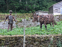 Farmer and Cow Sculpture, Cambon-et-Salvergues, Hérault, France