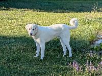 La Bastide des Pins' dog, La Bastide, Pyrénées-Orientales, France