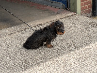 Oxford Classic Motorcycles Dog