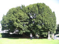 RBR 2009 Aberconwy and Colwyn 4,000? Year old Yew Tree Llangernyw