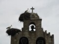 Big birds, storks or cranes, nesting at the tops of street lamps and this church