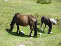 Mare and foal at Combestone Tor